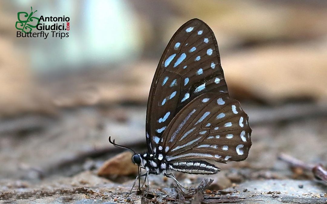 The Spotted Zebraผีเสื้อม้าลายลายจุดGraphium megarus