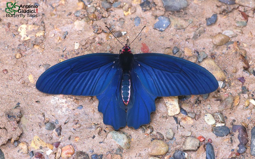 The Striped Batwingผีเสื้อปีกค้างคาวข้างแถบAtrophaneura aidoneus