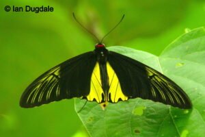 Troide Amphyrisus Ian
