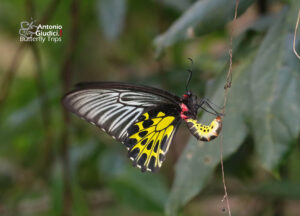 Troides Aeacus Aeacus Female Deposing