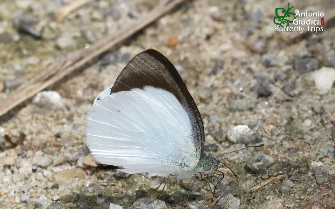 Udaiana cynis