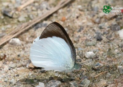 Udaiana cynis