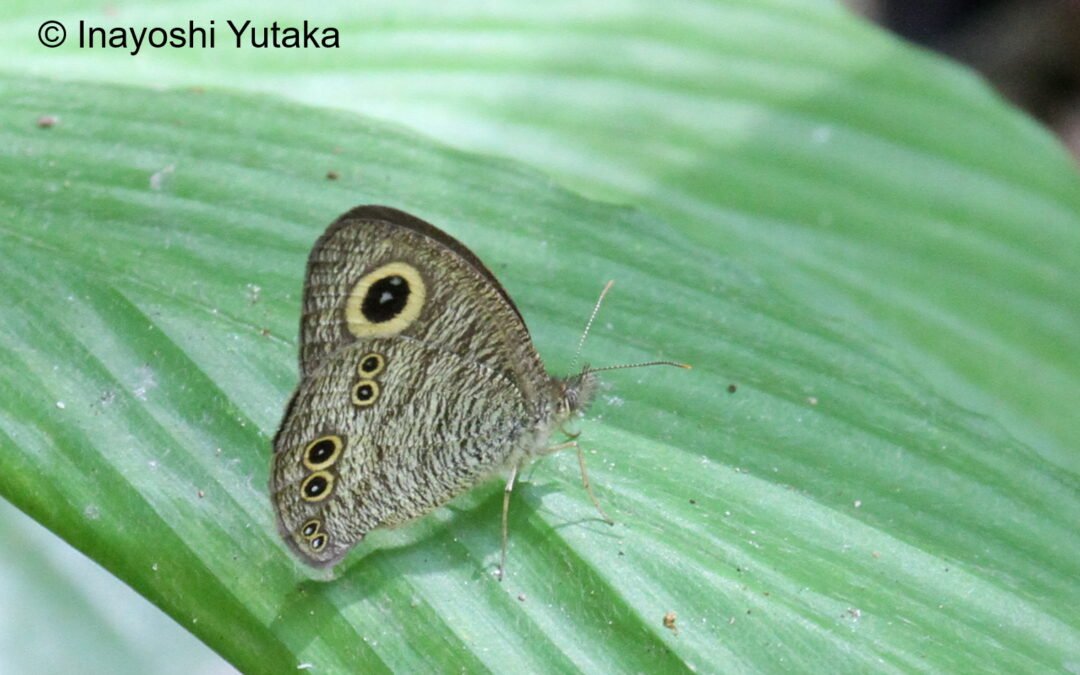 Ypthima affectata
