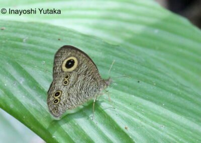 Ypthima affectata