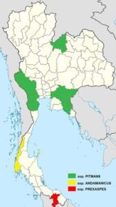 Papilio Prexaspes Map2