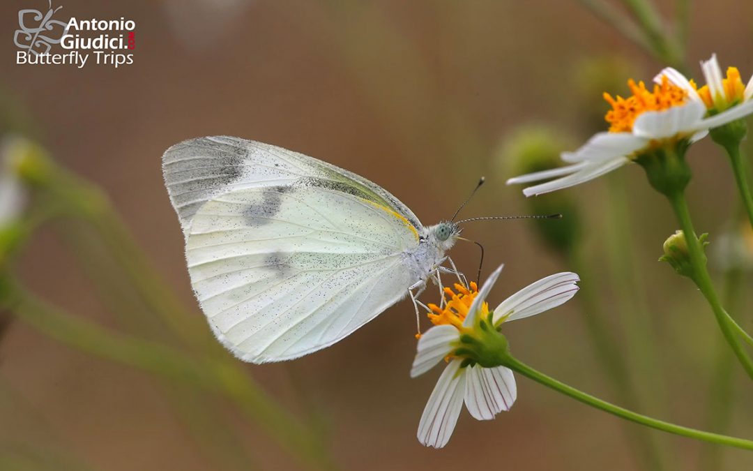 The Small Cabbage Whiteผีเสื้อหนอนกะหล่ำเล็กPieris rapae