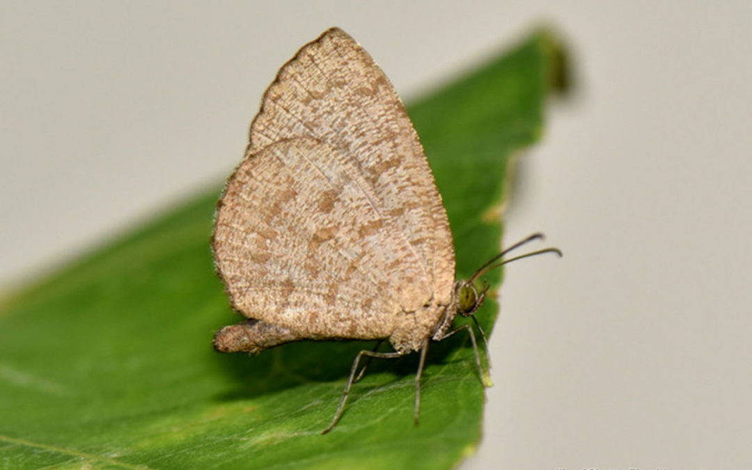 The Blue Darkieผีเสื้อกระดำสีฟ้าAllotinus subviolaceus