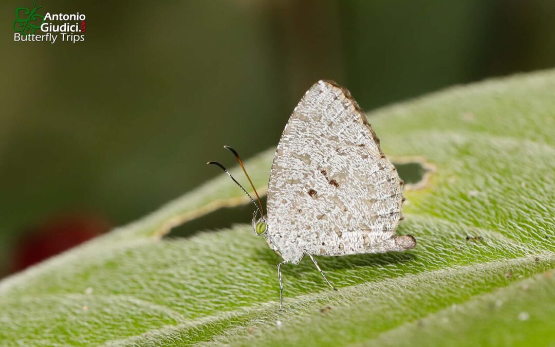 The Short-branded Darkieผีเสื้อกระดำแถบเพศสั้นAllotinus davidis