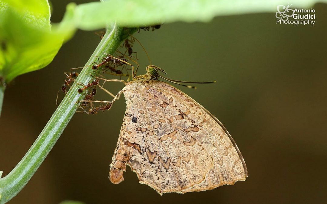 The Crenulate Darkieผีเสื้อกระดำขอบหยักAllotinus drumila