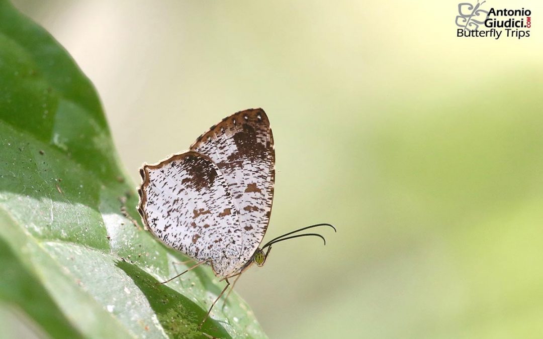 n/an/aAllotinus fabius