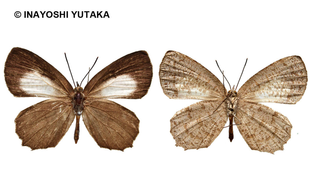 The White Darkieผีเสื้อกระดำสีขาวAllotinus fallax