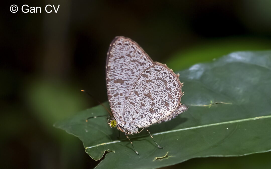 Allotinus leogoron