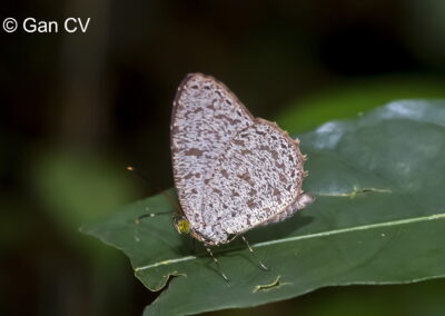 Allotinus leogoron