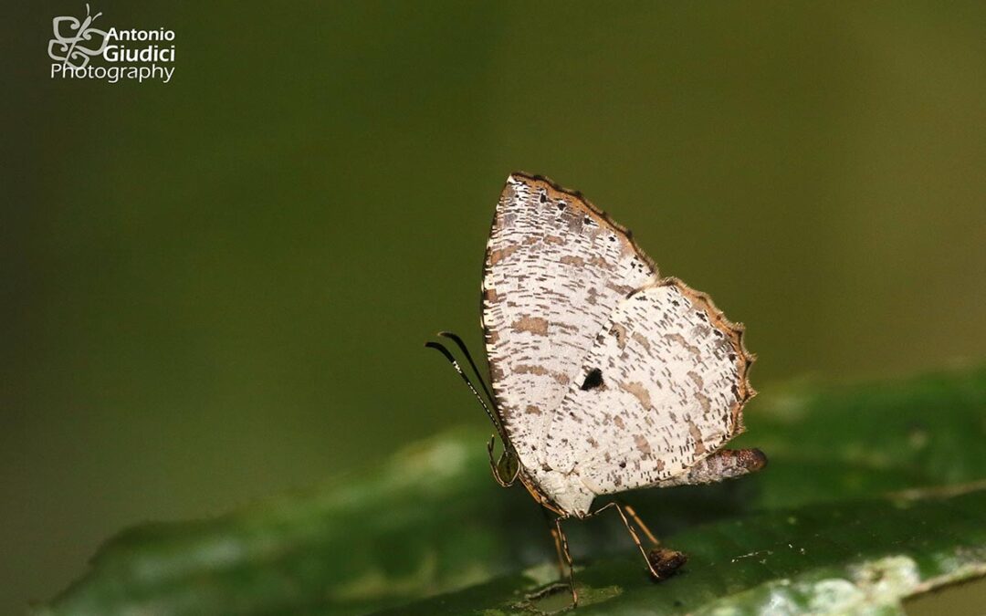 The Lesser Darkieผีเสื้อกระดำเล็กAllotinus substrigosus