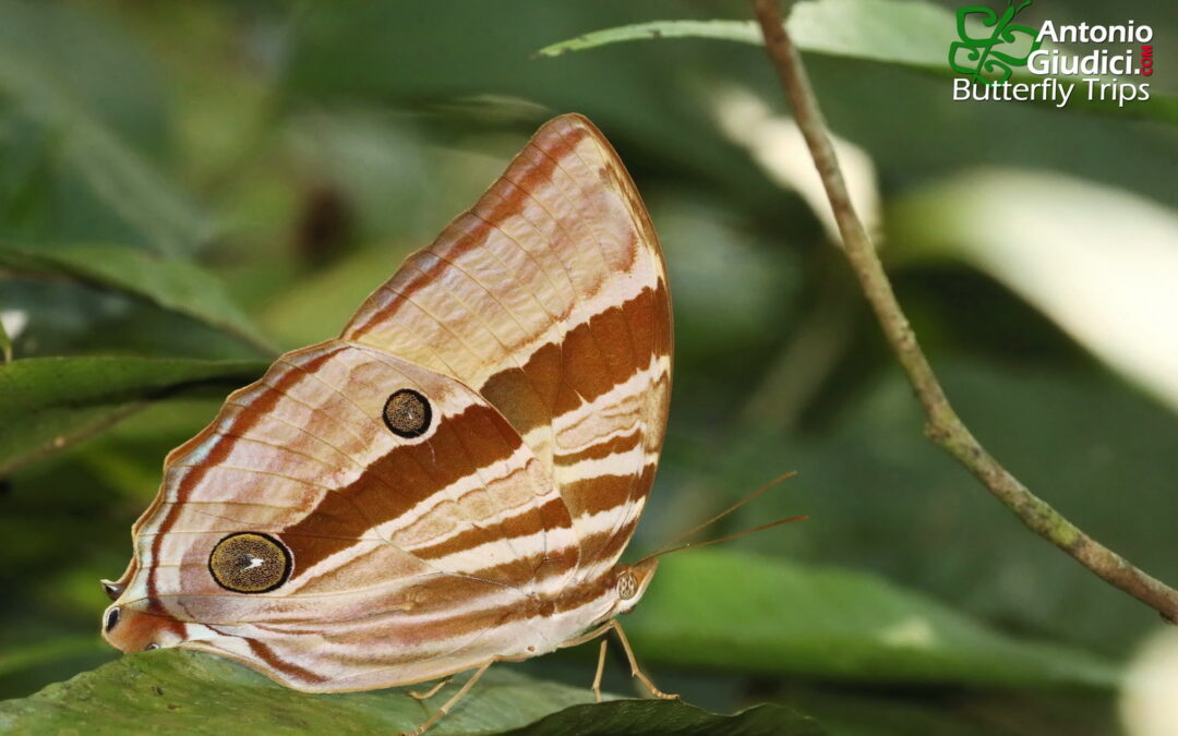 The Pale-haired Palmkingผีเสื้อหนอนมะพร้าวขนจางAmathusia ochraceofusca