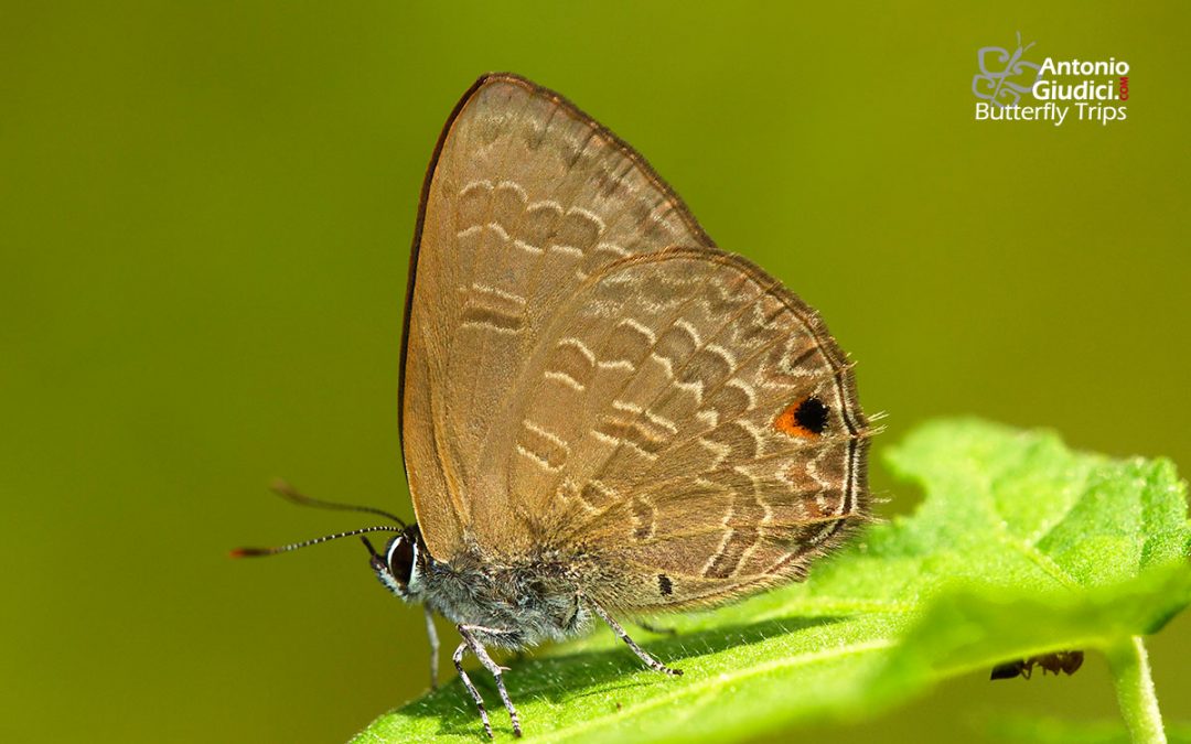 The Common Ciliate Blueผีเสื้อฟ้าขอบขนธรรมดาAnthene emolus