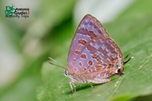 Arhopala Agaba