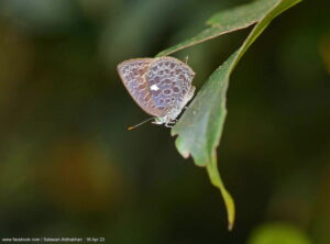Arhopala Ammonides Chunsu Satwan