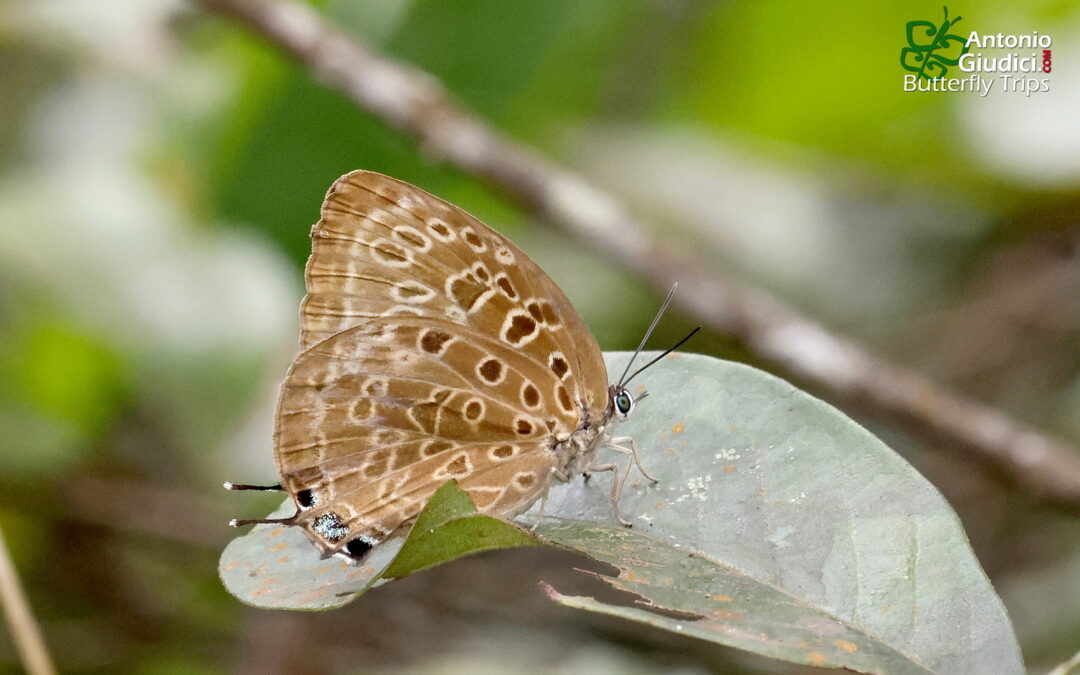 Arhopala anarte