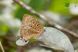 Arhopala Anarte