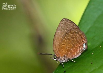 The Small Tailess Oakblue ผีเสื้อฟ้าไม้ก่อเล็กหางกุด Arhopala antimuta