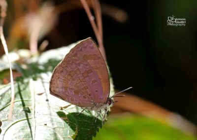 The Purple-brown Tailess Oakblue ผีเสื้อฟ้าไม้ก่อม่วงตาลหางกุด Arhopala arvina