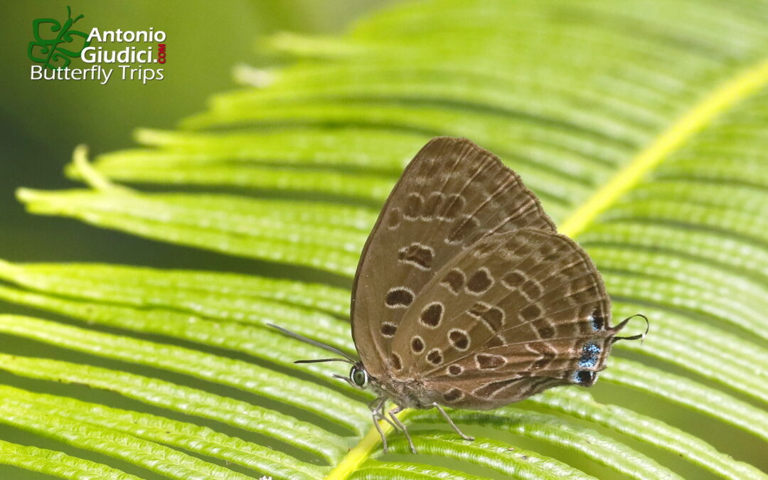 Arhopala camdana