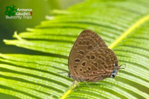 Arhopala Camdana1
