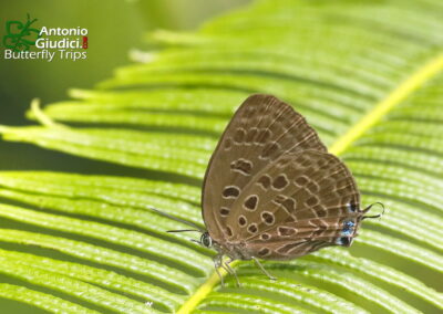 Arhopala camdana