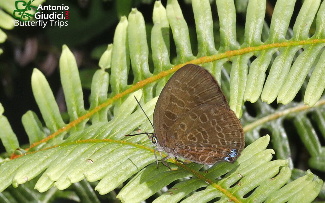Arhopala kurzi