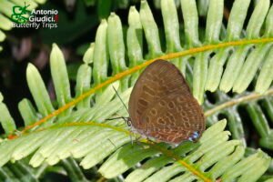 Arhopala Cf Kurzi