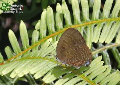 Arhopala kurzi
