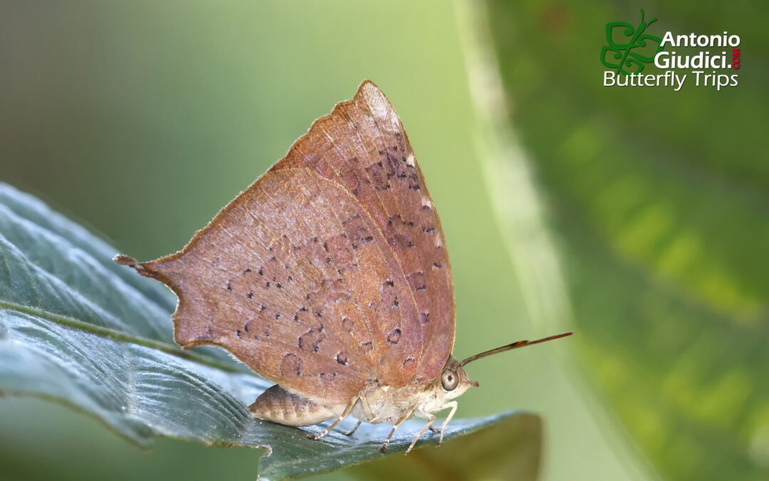 Arhopala comica