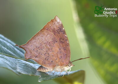 Arhopala comica