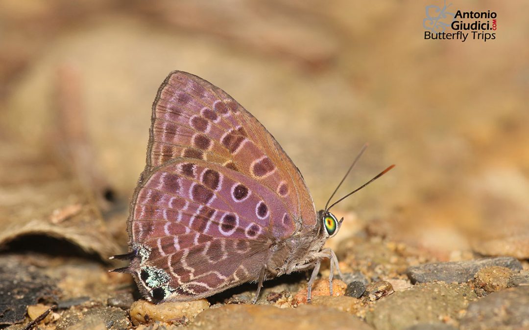 The Ultramarine Oakblue ผีเสื้อฟ้าไม้ก่อสีน้ำทะเล Arhopala corinda