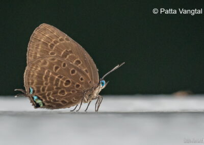 Arhopala delta