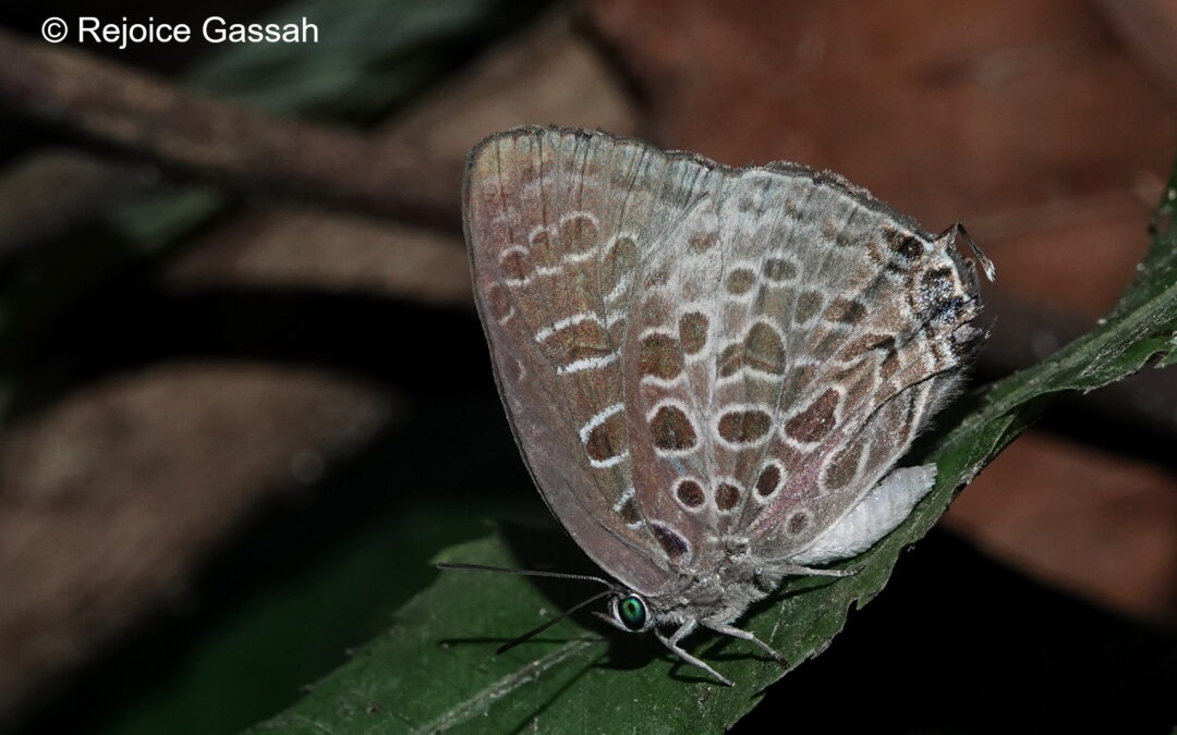 Arhopala dispar
