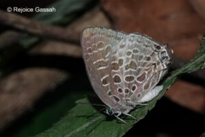 Arhopala Dispar Rejoice Gassah
