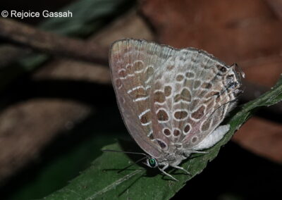 Arhopala dispar