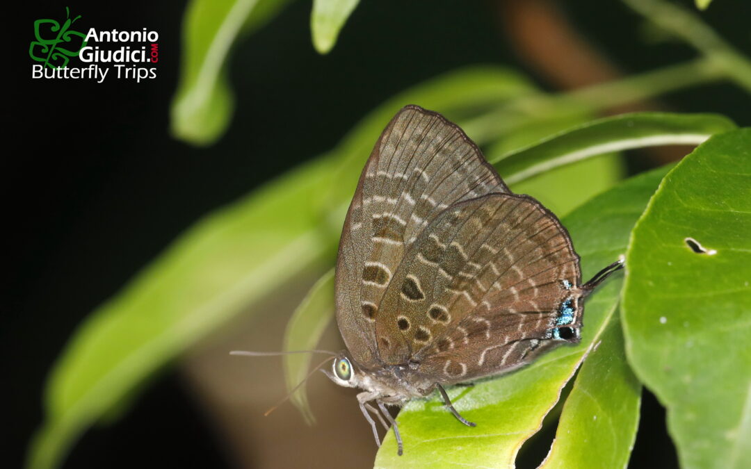 Arhopala eumolphus