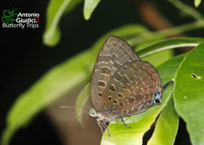 Arhopala eumolphus