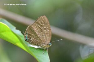Arhopala Horsfieldi Basiviridis2