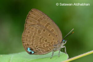 Arhopala Kurzi Satawan