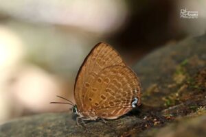 Arhopala Norda