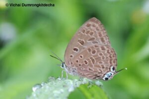 Arhopala Opalina Azata