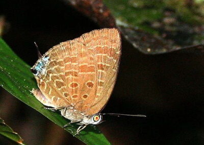 Arhopala phanda