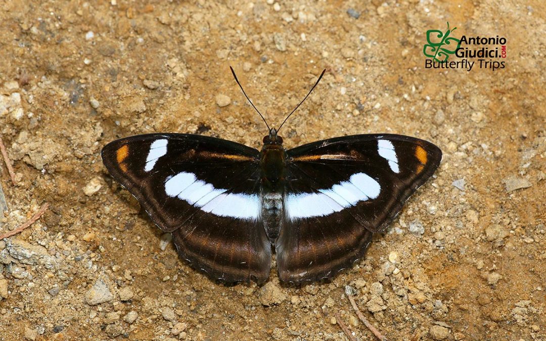 The Orange Staff Sergeantผีเสื้อจ่าคาม่าจุดส้มAthyma cama