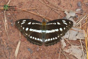 Athyma Opalina