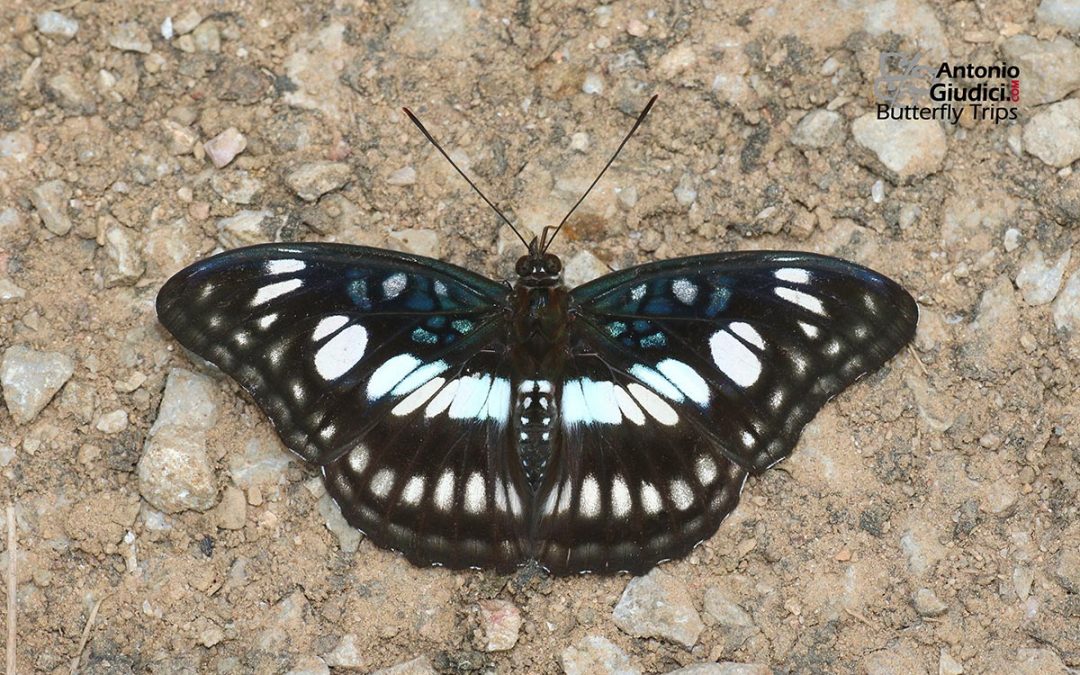 The Black-veined Sergeantผีเสื้อจ่าเส้นปีกดำAthyma ranga