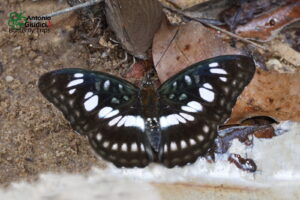 Athyma Ranga Obsolescens 2